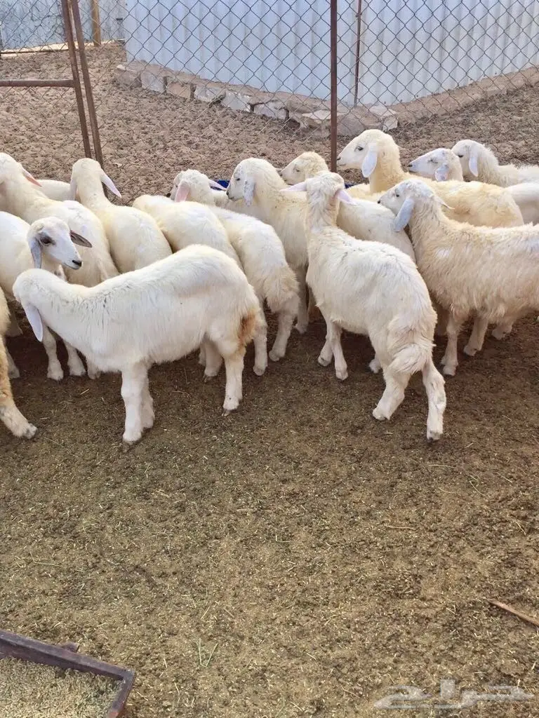 بهم حري نظيف (image 2)