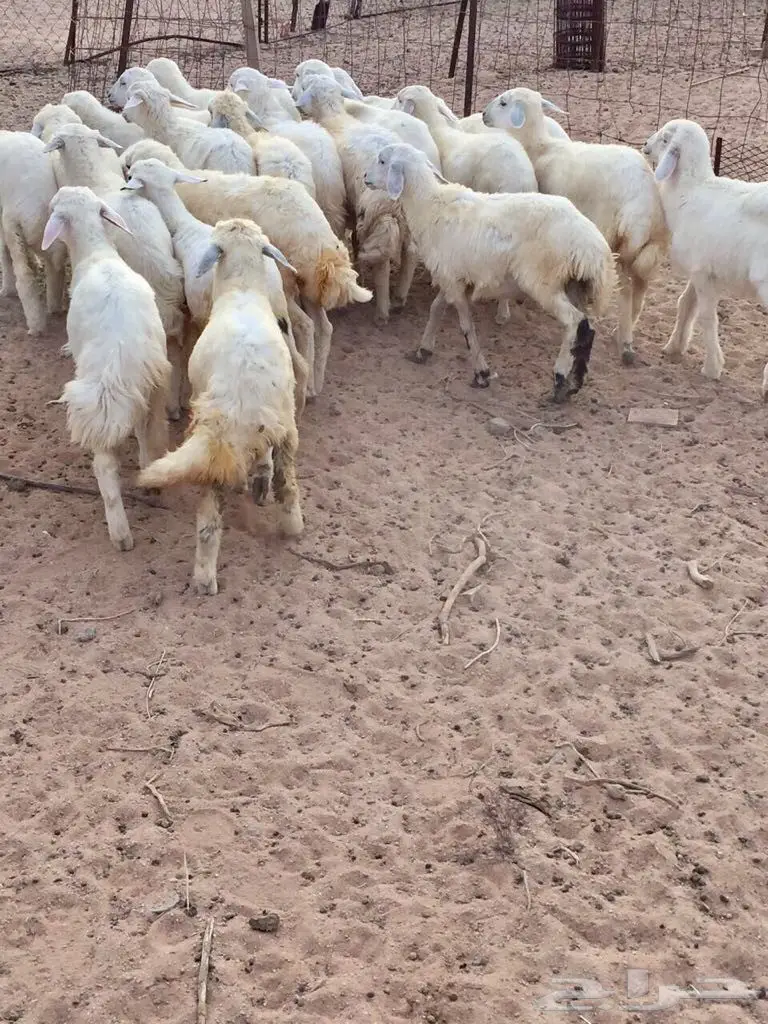 بهم حري نظيف (image 3)