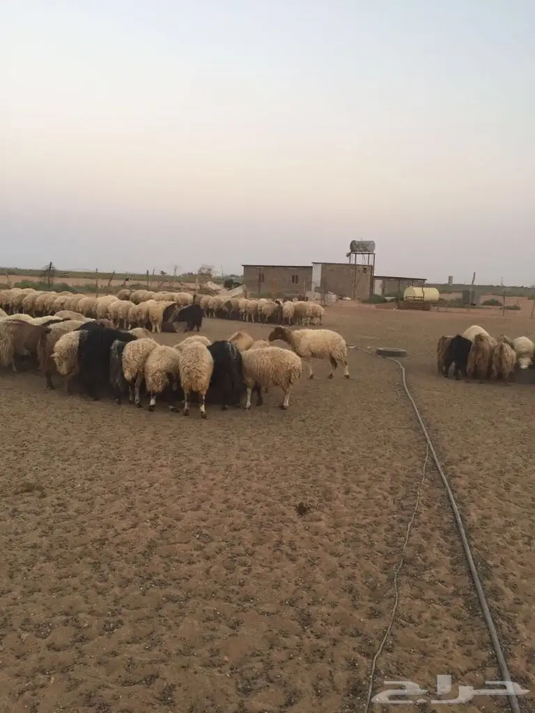 غنم للبيع