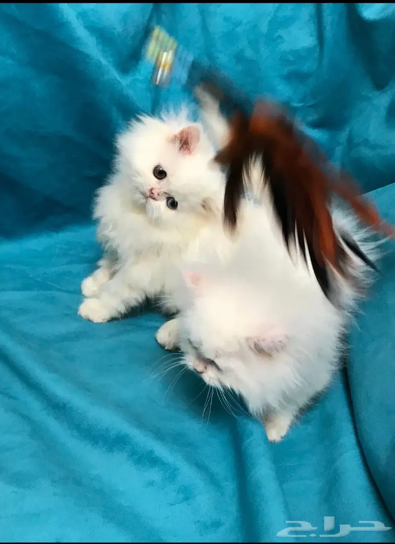 كيتن انثي شيرازي بيور توب التوب  (image 2)