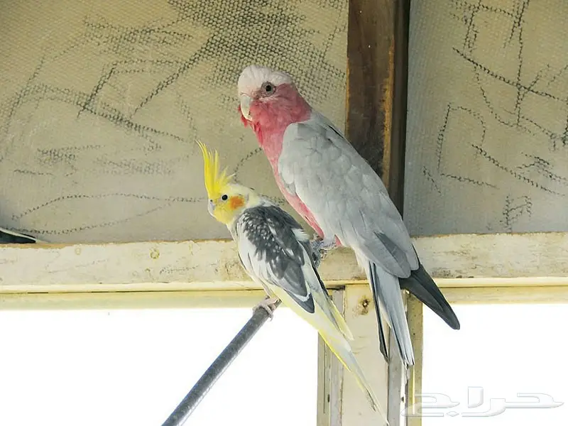 فروخ كوكاتو قالا  (image 8)
