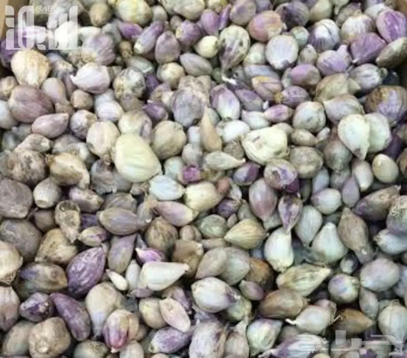 للبيع ثوم ذكر 