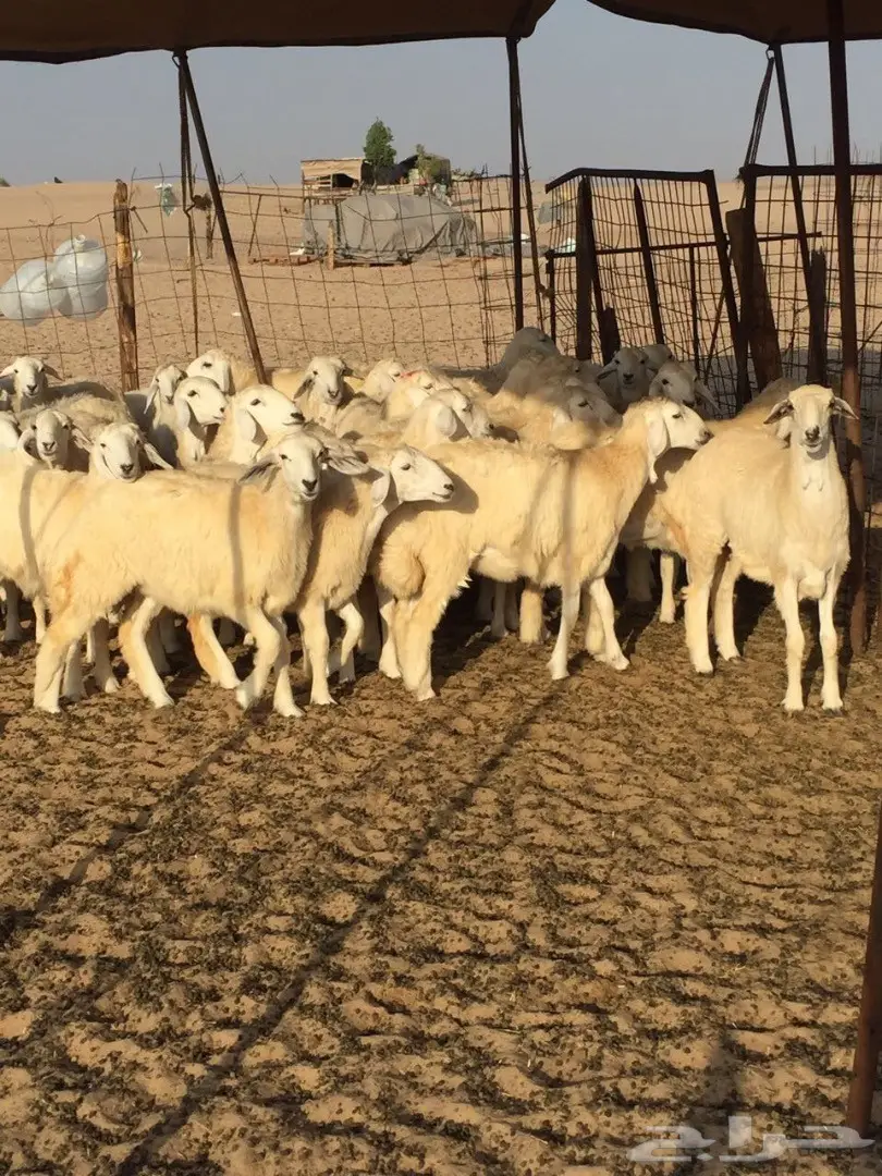 ذبائح حرية مع خدمة التوصيل والذبح 