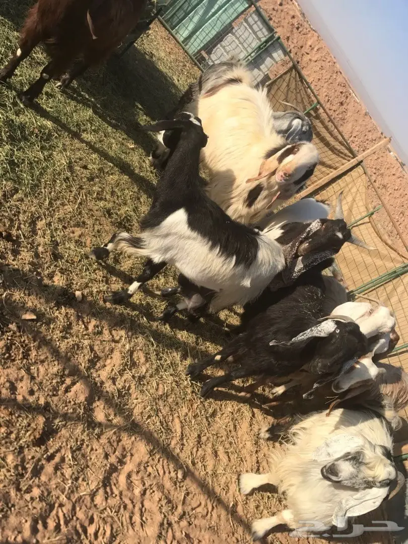  غنم طيبه للبيع  (image 2)