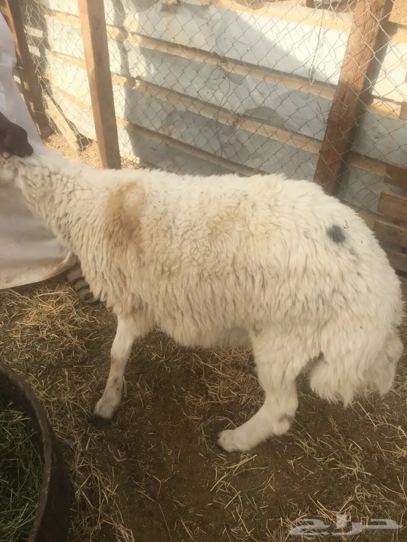 طليان حريه مع الذبح والتوصيل (image 10)