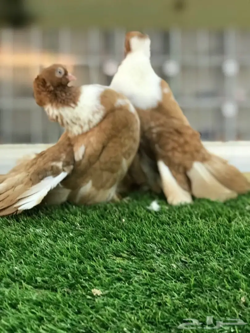 بطريق اصفر مستوه قوي 2017 Tob