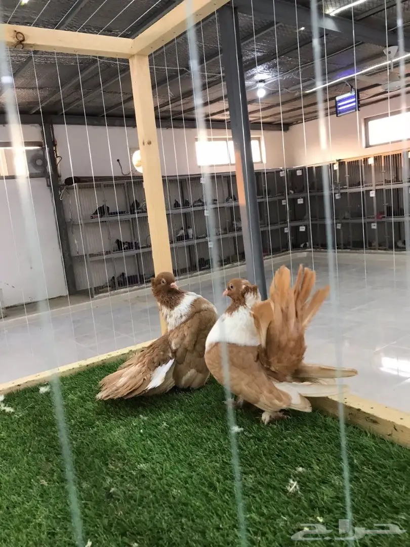 بطريق اصفر مستوه قوي 2017 Tob (image 1)