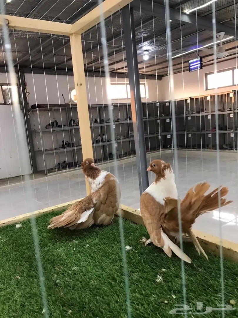 بطريق اصفر مستوه قوي 2017 Tob (image 2)