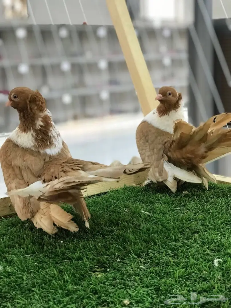 بطريق اصفر مستوه قوي 2017 Tob (image 3)