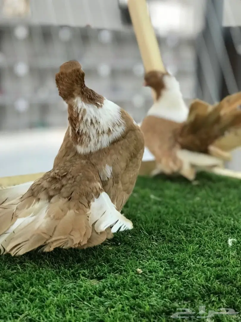 بطريق اصفر مستوه قوي 2017 Tob (image 4)