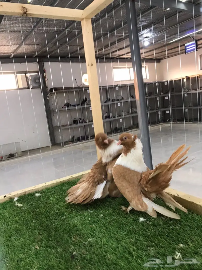 بطريق اصفر مستوه قوي 2017 Tob (image 5)