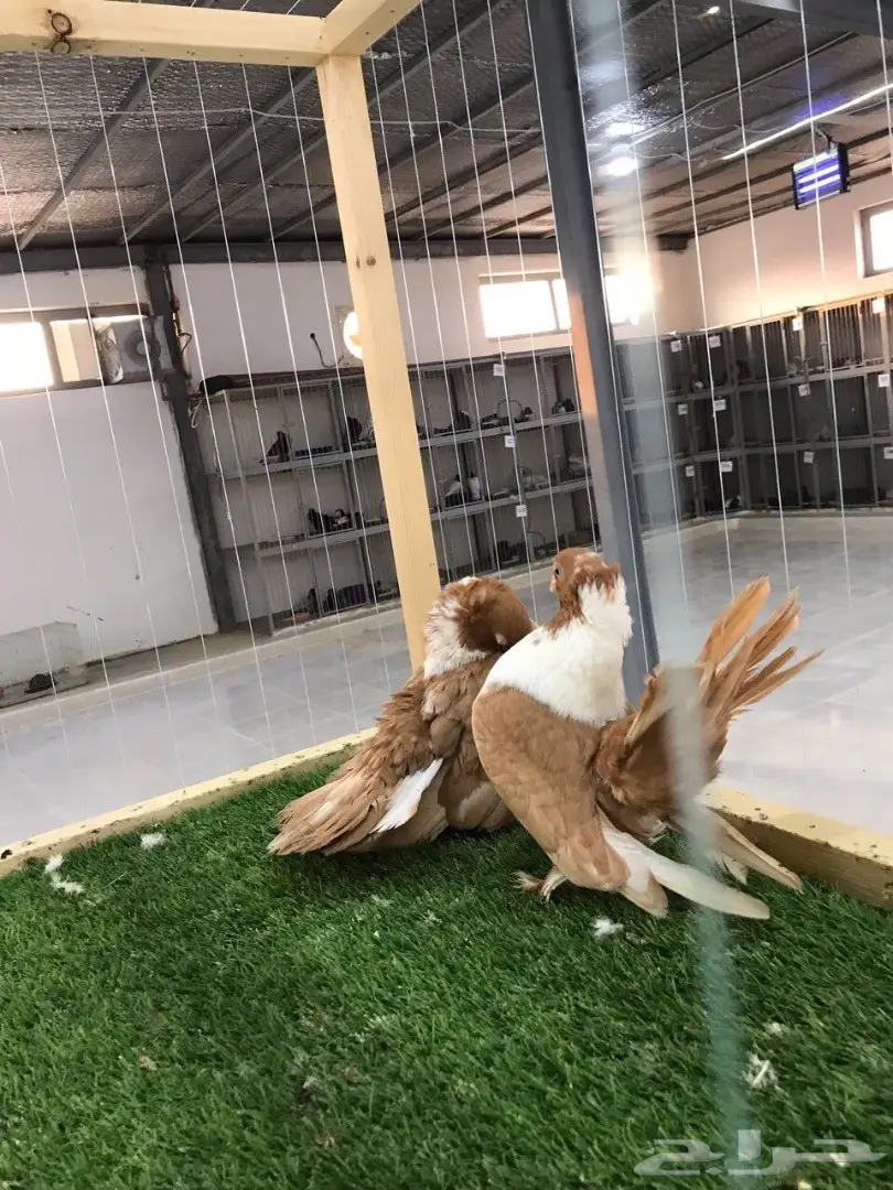 بطريق اصفر مستوه قوي 2017 Tob (image 6)