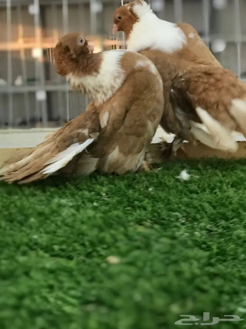 بطريق اصفر مستوه قوي 2017 Tob (image 7)