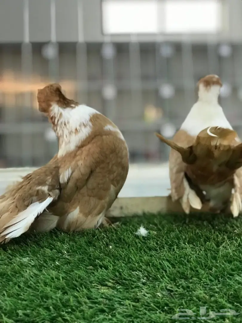 بطريق اصفر مستوه قوي 2017 Tob (image 8)