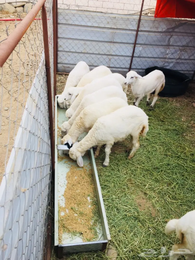 مواشي (image 2)