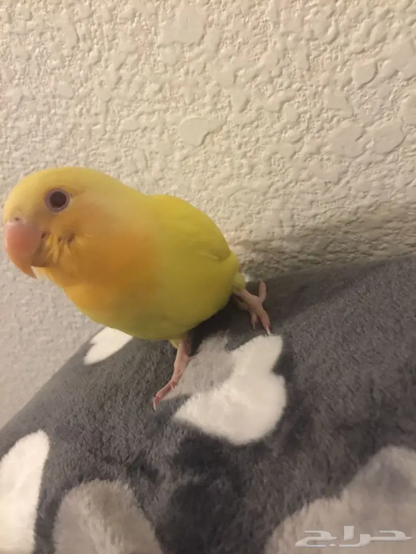 للبيع روز هدد 