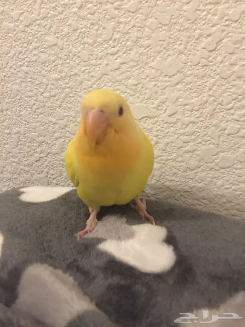 للبيع روز هدد  (image 1)