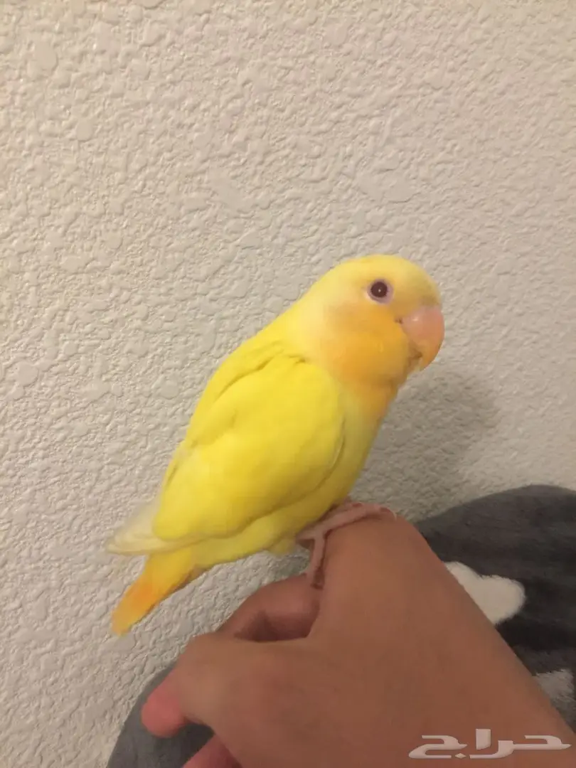 للبيع روز هدد  (image 2)