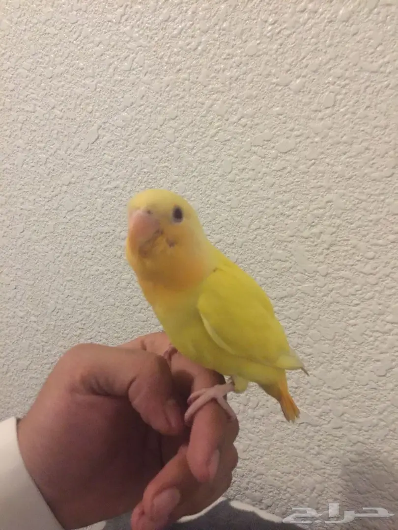 للبيع روز هدد  (image 3)