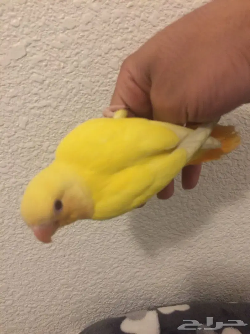 للبيع روز هدد  (image 4)