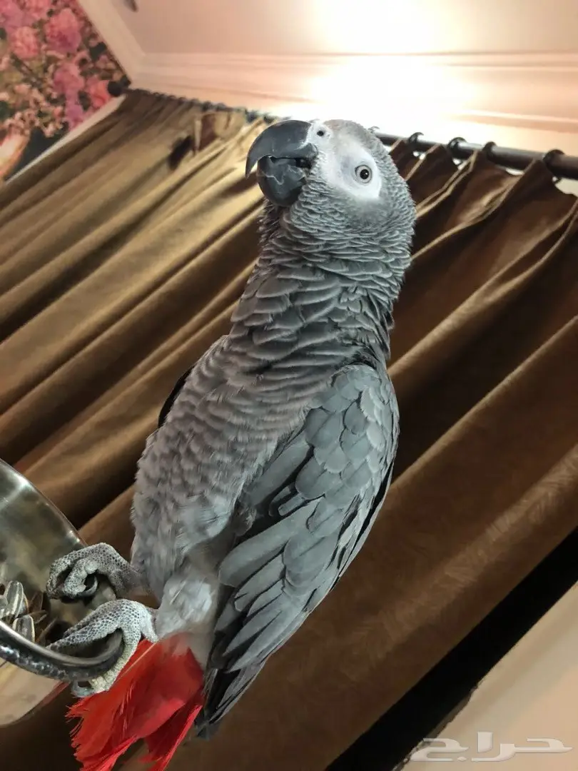 ببغاء كاسكو افريقي 