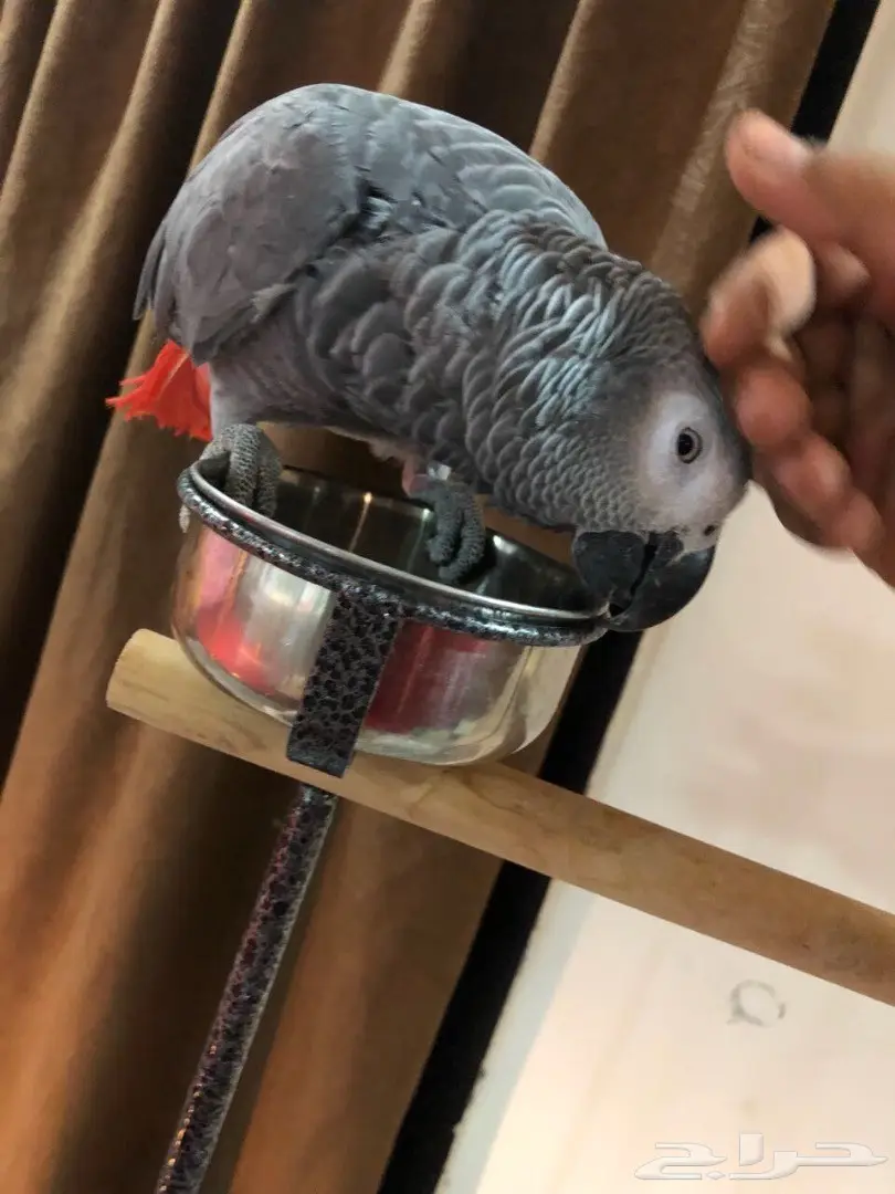 ببغاء كاسكو افريقي  (image 1)