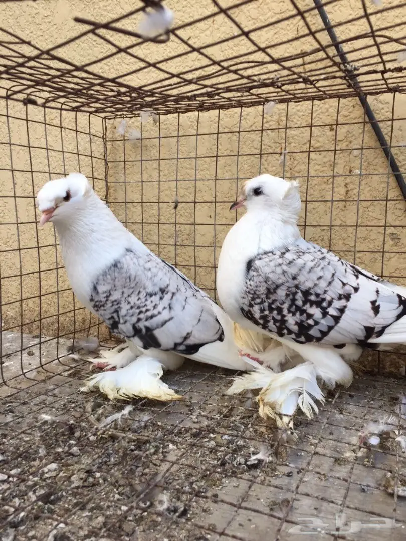 جوز مكتف (image 1)