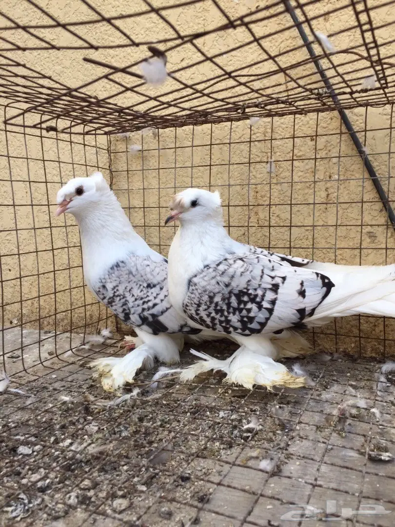 جوز مكتف (image 3)