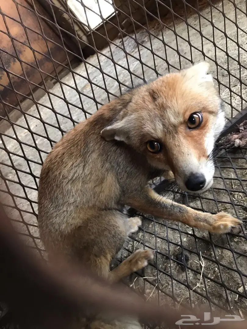 ثعلب((حصني))للبيع