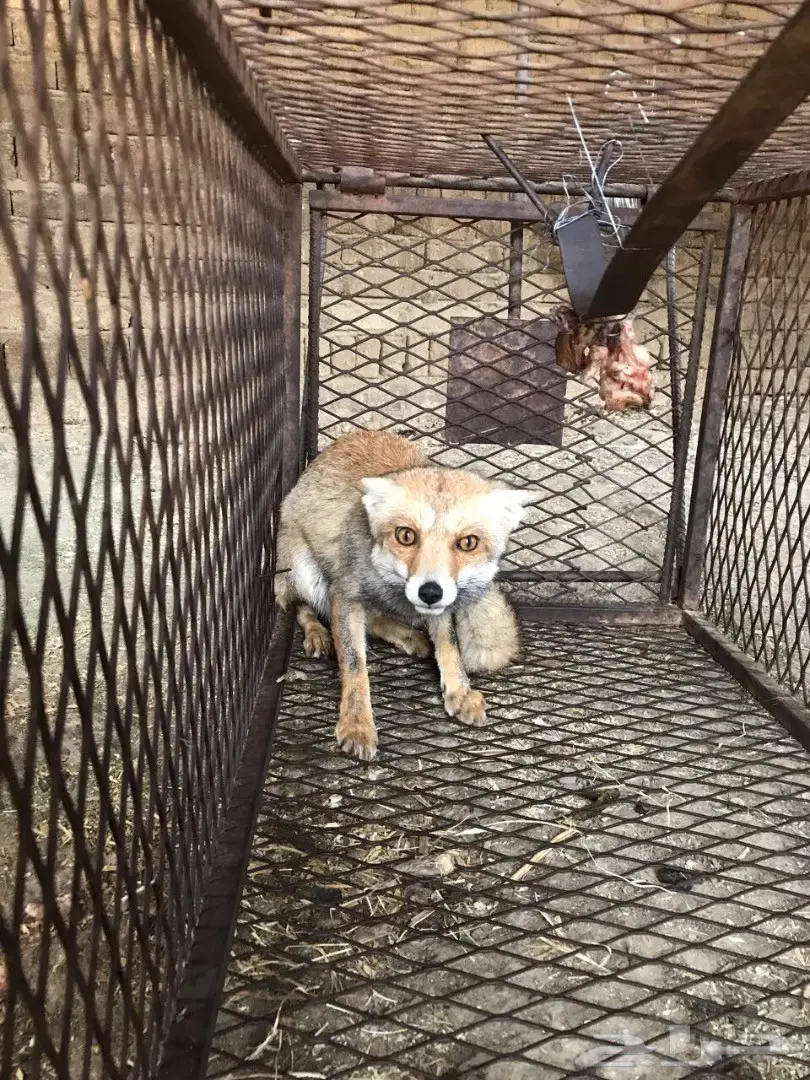 ثعلب((حصني))للبيع (image 1)