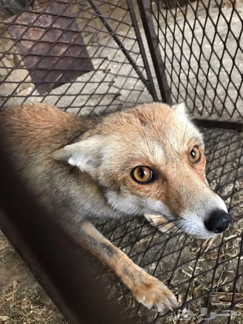 ثعلب((حصني))للبيع (image 2)