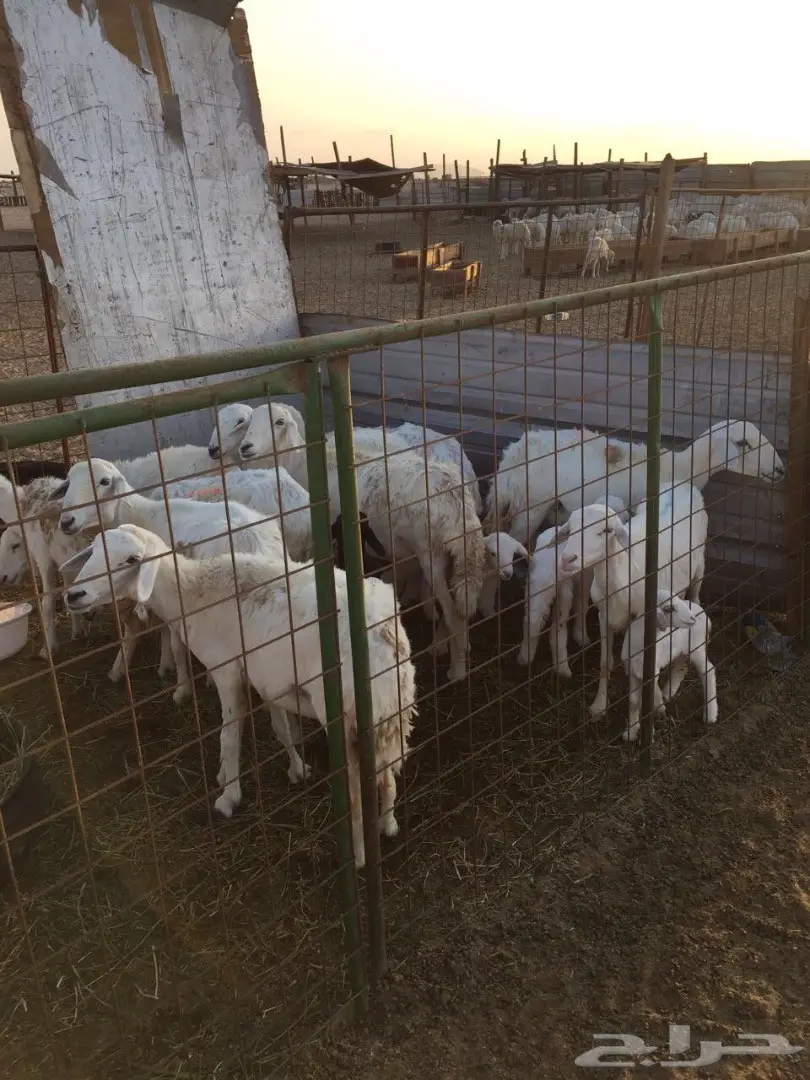 ضأن حريه مواليد للبيع