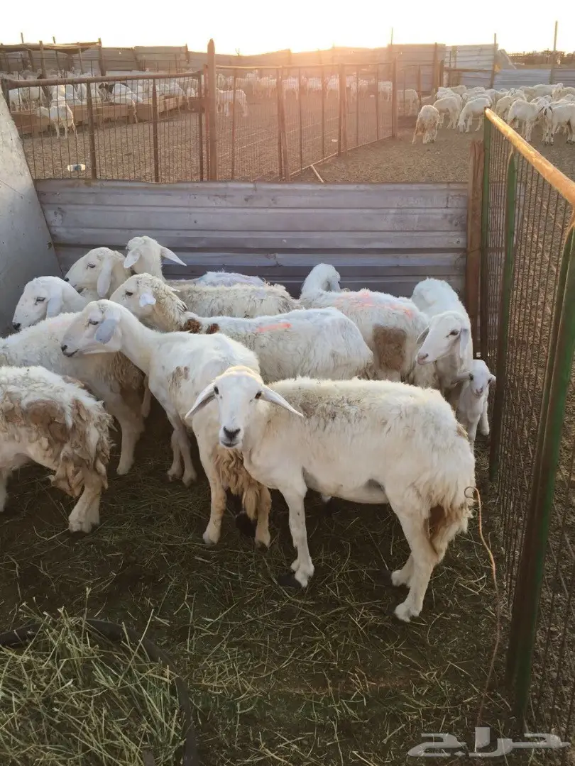 ضأن حريه مواليد للبيع (image 1)