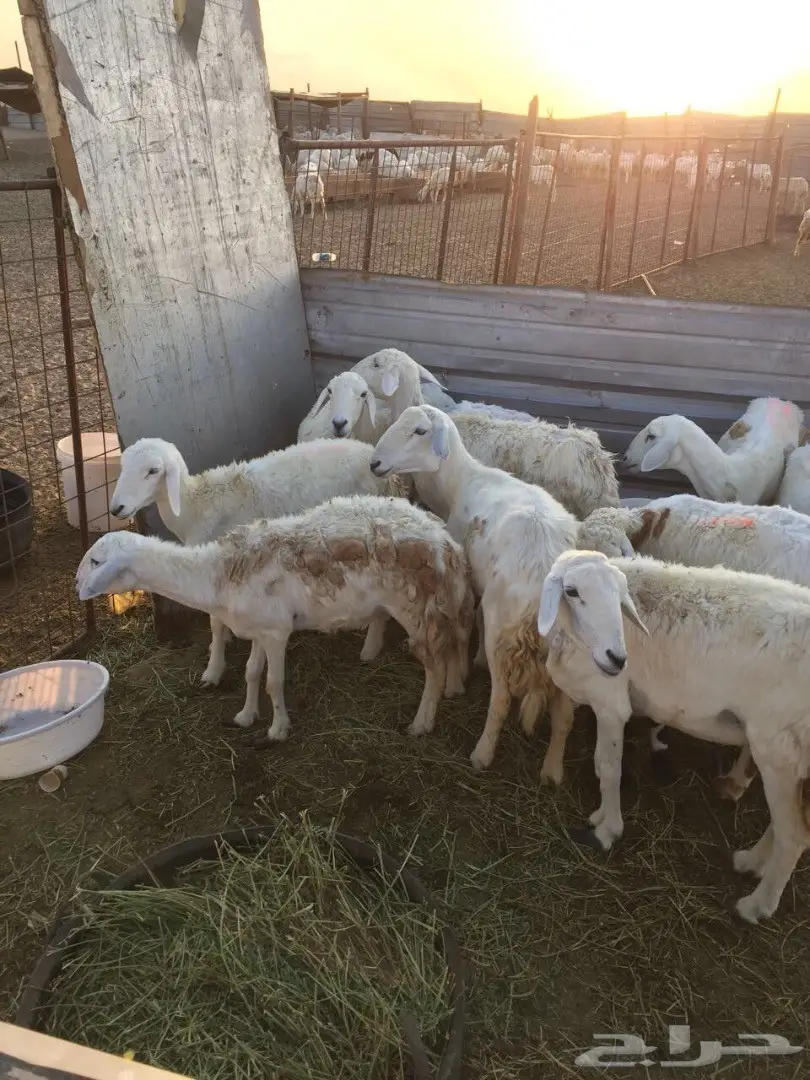 ضأن حريه مواليد للبيع (image 2)