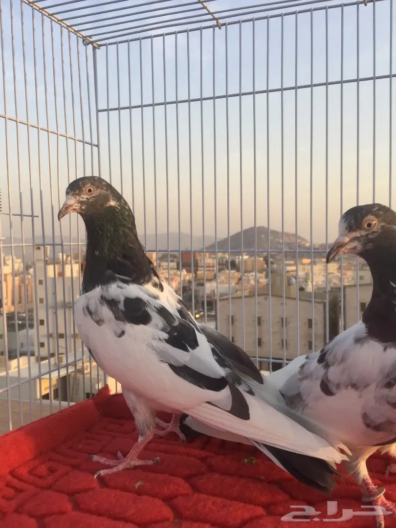 اناثي تيدي للبيع (image 2)