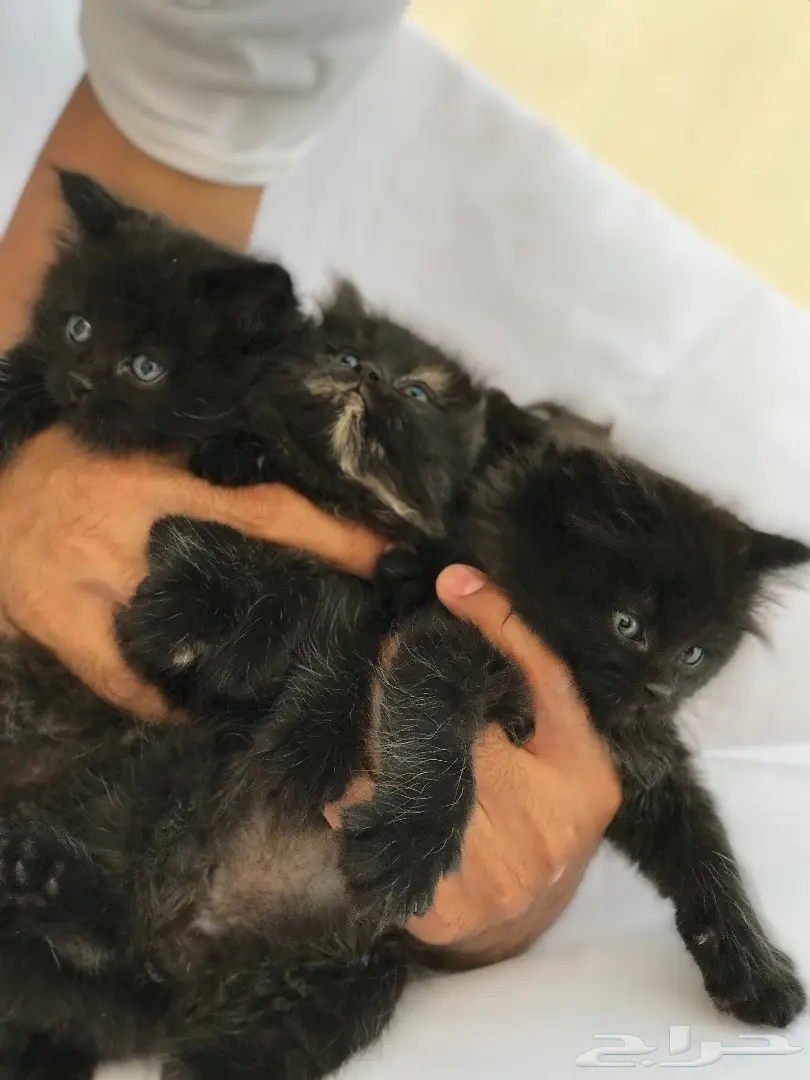 قطط للبيع  (image 4)