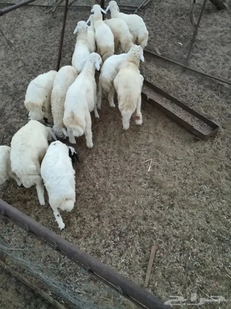 طليان ورخال للبيع الموقع المخواه