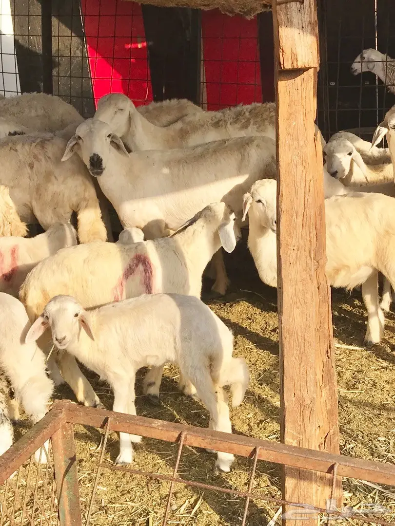 ظان 30 تحتها 21 (image 2)