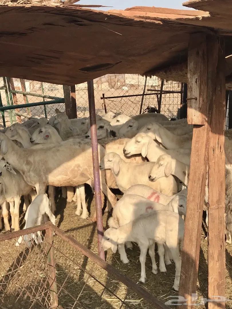 ظان 30 تحتها 21 (image 3)