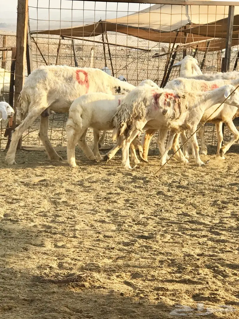 ظان 30 تحتها 21 (image 6)