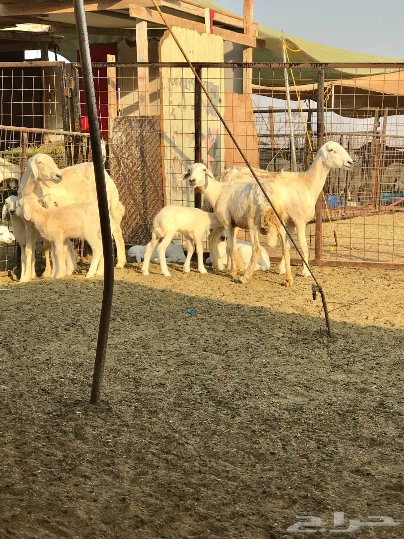 ظان 30 تحتها 21 (image 9)