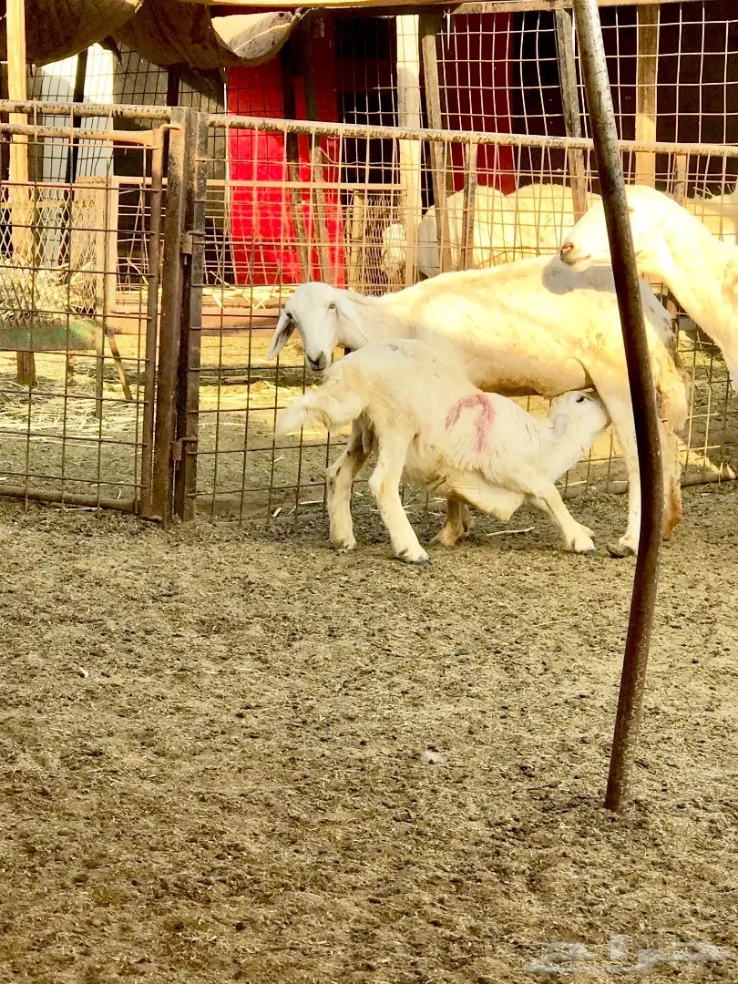 ظان 30 تحتها 21 (image 10)