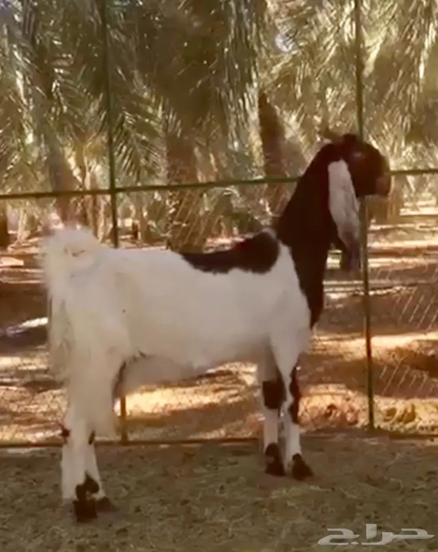 فواخر دليف بيضاء عالية الجودة - فرصة لا تُفوّت! (image 2)