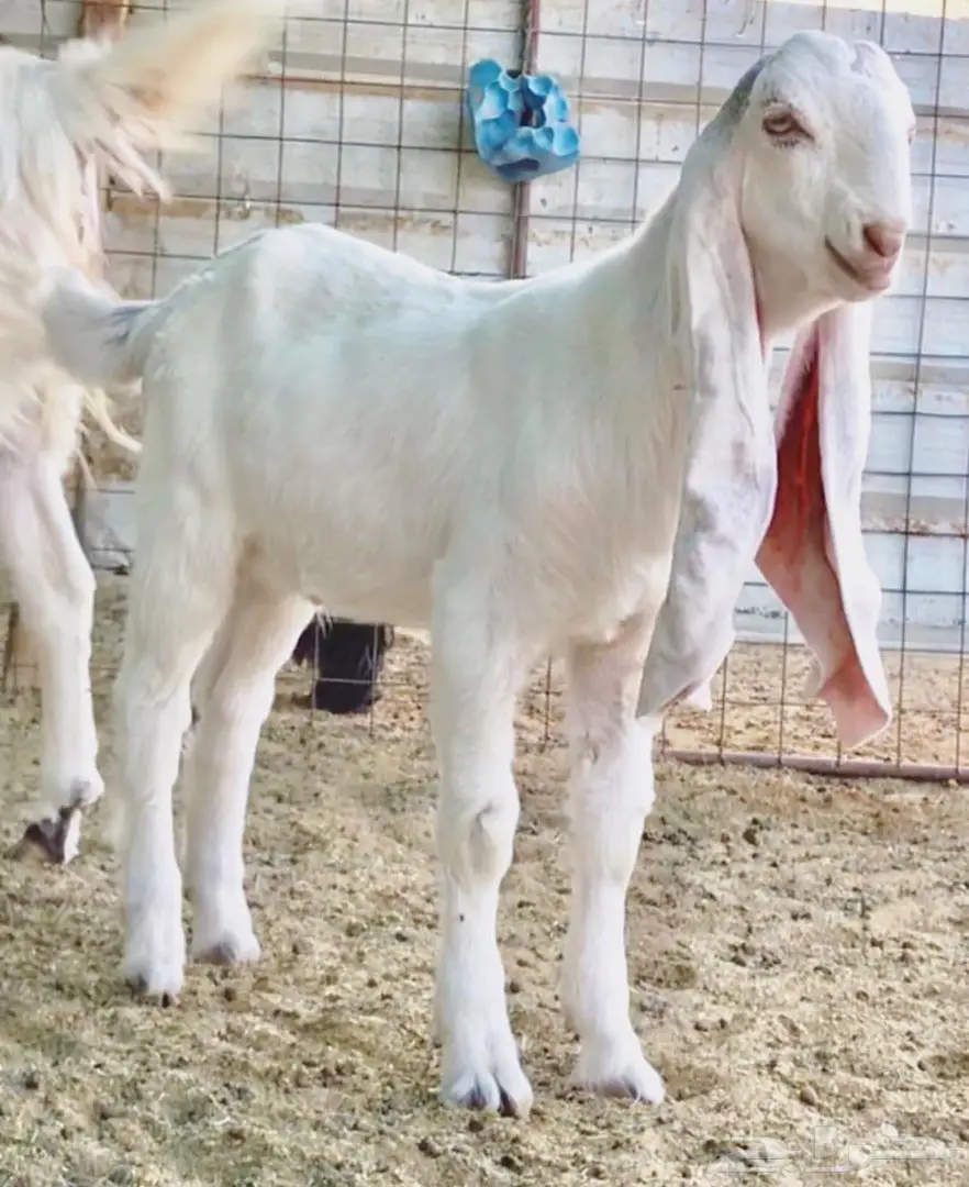 مشروع فحل على رمز (image 3)