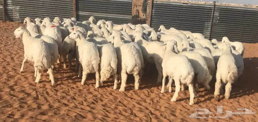 ذبايح طليان حريات ( الخرج)