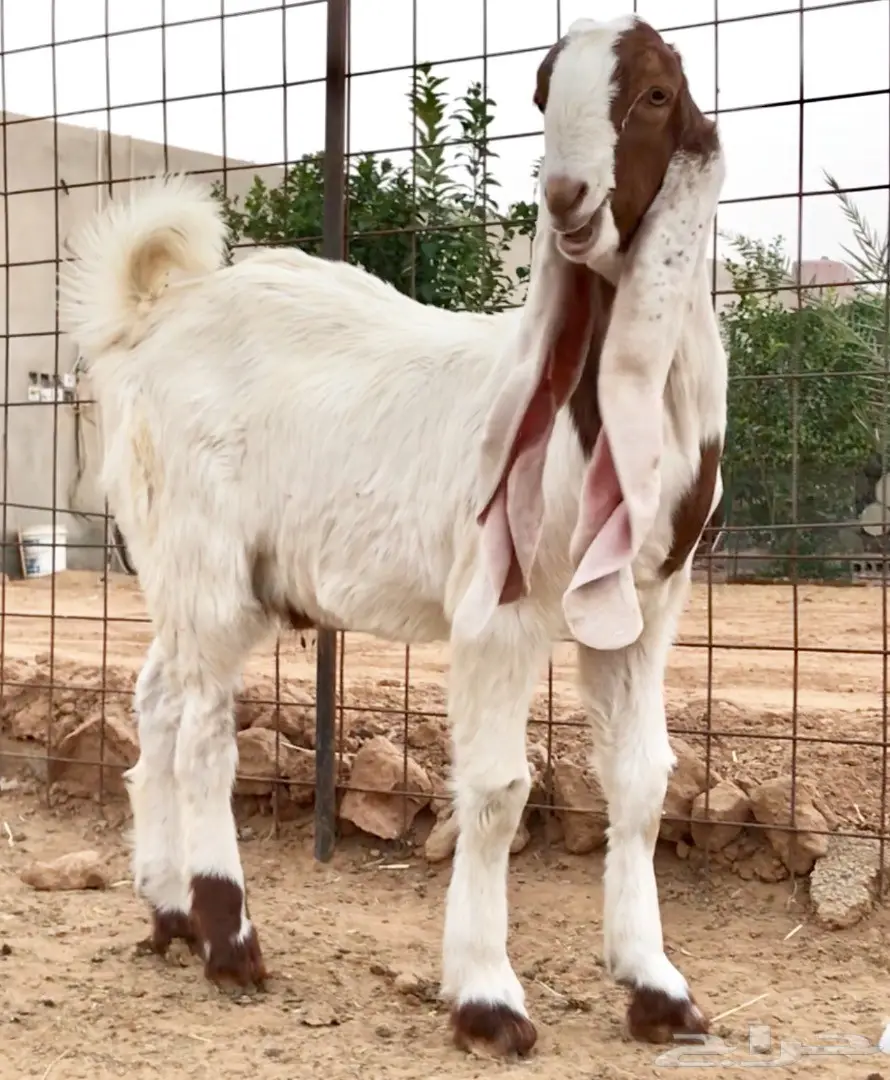 مشروع فحل على رمز