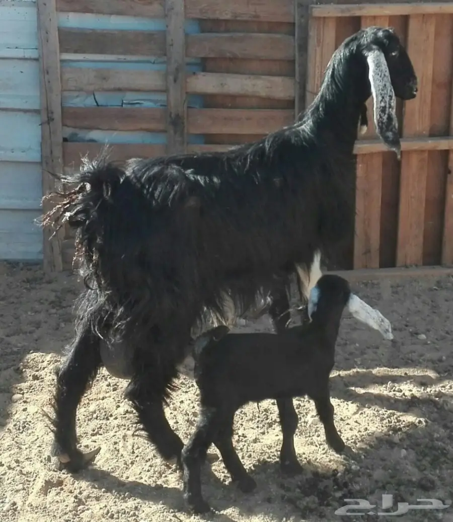 عنز مطفل متبع بجفره