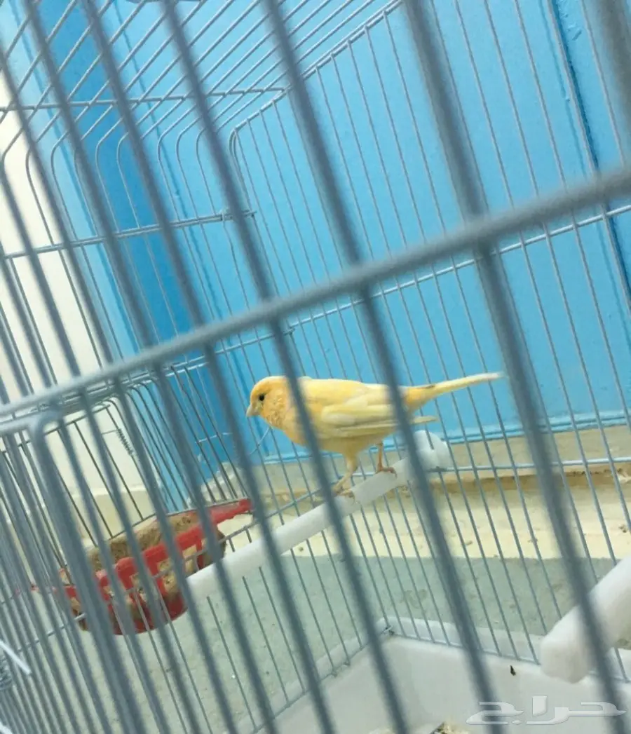 انثى سوريه تلعب بالخيوط (image 3)