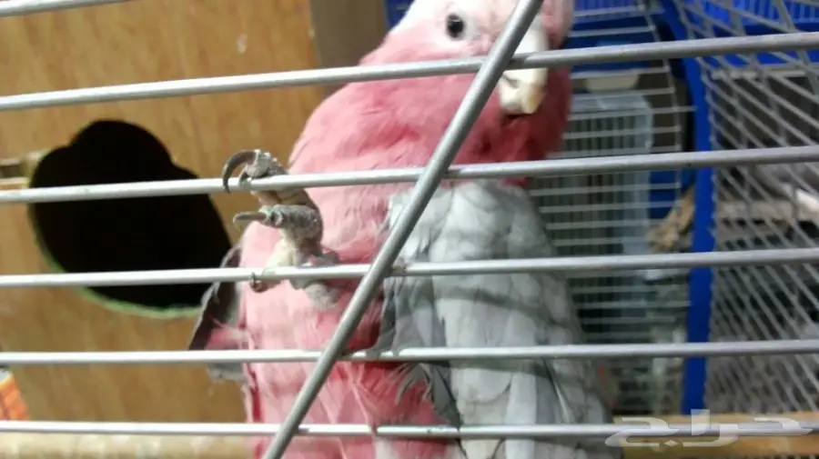 فروخ كوكاتو قالا  (image 9)