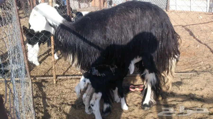 للبيع خلفات 